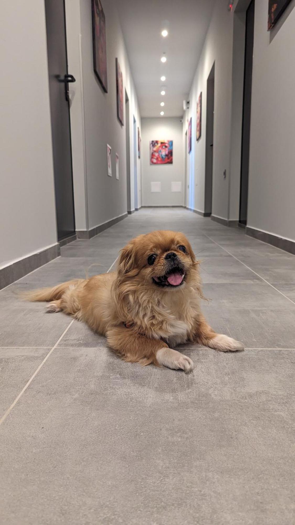 Dorm Bg Pet-Friendly Aparthotel Stara Zagora Bagian luar foto